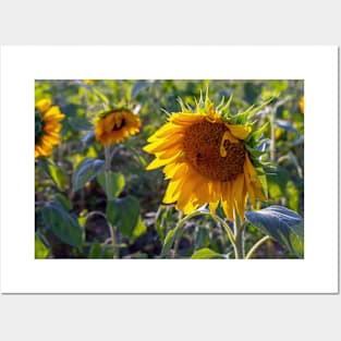 Sunflowers blooming in a field Posters and Art